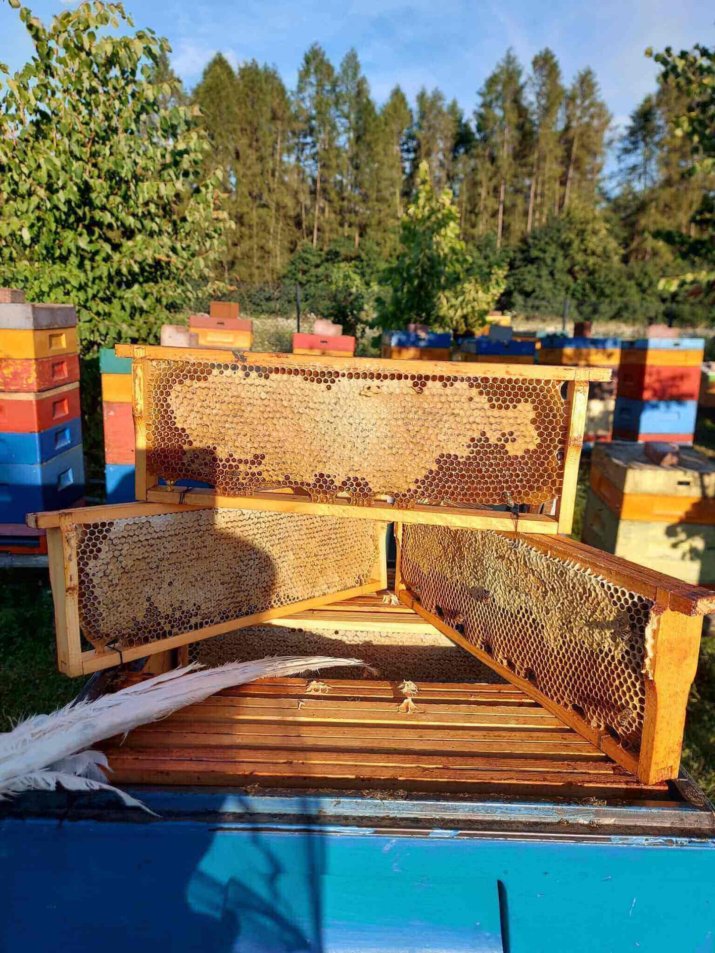Raw Heather Honey – Deep & Smoky, Pure & Unfiltered Honey from Latvia