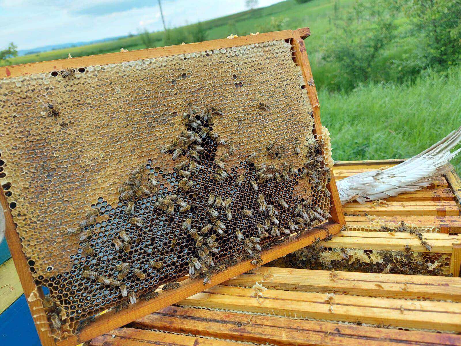 Raw Linden Honey – Floral & Refreshing, Pure & Unfiltered Honey from Latvia